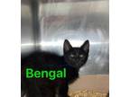 Adopt Bengal a Domestic Short Hair