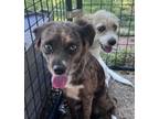 Adopt Justice a Terrier