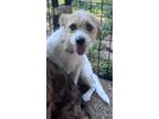 Adopt Liberty a Terrier