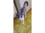 Adopt Tudi a Calico, Domestic Short Hair