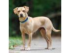 Adopt Charli a Retriever