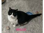 Adopt Millie-black/white tux in foster care a Domestic Short Hair