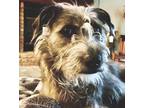 Adopt Tess a Labrador Retriever, Terrier