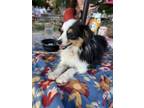 Adopt Boba a Australian Shepherd