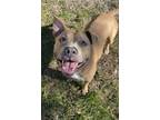 Adopt Lola a Pit Bull Terrier