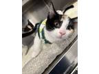 Adopt Electronica a Domestic Short Hair, Calico