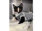 Adopt Dubstep a Domestic Short Hair