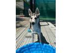Adopt Carnita 1209-24 a Siberian Husky, Mixed Breed