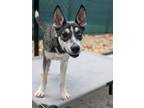 Adopt Chile 1205-24 a Siberian Husky, Mixed Breed