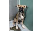 Adopt Flora 1089-24 a German Shepherd Dog, Boxer