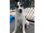 Adopt Tostada 1207-24 a Siberian Husky, Mixed Breed