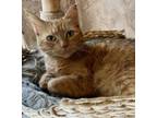 Adopt Clementine a Domestic Short Hair