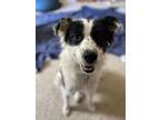 Adopt Winn-Dixie a Australian Cattle Dog / Blue Heeler
