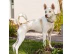 Adopt Stormy a Husky