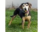 Adopt Tracy a Beagle