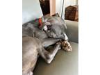Adopt Jazzy a Pit Bull Terrier