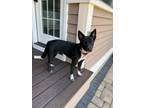 Adopt Luna a Black Labrador Retriever, Australian Cattle Dog / Blue Heeler
