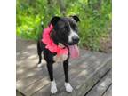 Adopt Raya a Mixed Breed