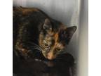 Adopt Marta a Domestic Short Hair