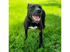 Adopt Suzi a Mixed Breed