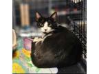 Adopt Leia a Domestic Short Hair