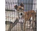 Adopt Bonnie a Mixed Breed