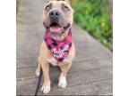 Adopt Freya a Mixed Breed