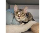 Adopt Velvet a Domestic Short Hair