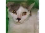 Adopt Honey Comb a Domestic Short Hair