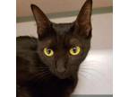 Adopt Shelly a Domestic Short Hair