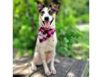 Adopt Robin a Mixed Breed