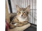 Adopt Purdy a Domestic Short Hair