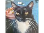 Adopt Sweetness a Domestic Short Hair