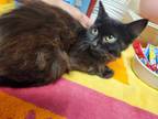Adopt Celeste a Domestic Medium Hair