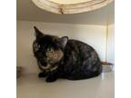 Adopt Poppy a Domestic Short Hair