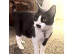 Adopt Gracie a Domestic Short Hair