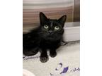 Adopt Bunni a Domestic Short Hair