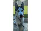 Adopt Cricket a Siberian Husky, Mixed Breed