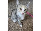 Adopt Lily a Domestic Short Hair