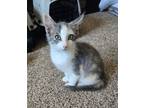 Adopt Bella a Domestic Short Hair