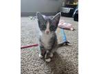 Adopt Ember a Domestic Short Hair