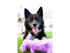 Adopt Zuri Ski a Pomeranian, Siberian Husky