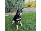 Adopt Piglet a Mixed Breed