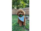 Adopt Riley a Poodle, Golden Retriever