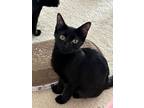 Adopt Fenway Field a Domestic Short Hair