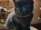 Ragdoll Black Kittens