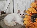 Handsome Flame Point Balinese