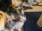 Sphynx Kittens