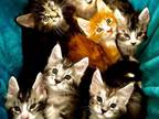 Maine Coon Kittens Boys And Girls
