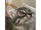 Adopt Agnetha a Domestic Medium Hair